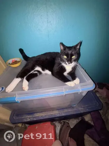 Lost Кошка, Male, Hedgesville, West Virginia, Greenville - photo