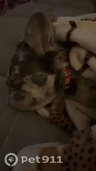 Lost Собака, Female, East 13th Street, 6000, Kansas City - fluffy French bulldog - photo