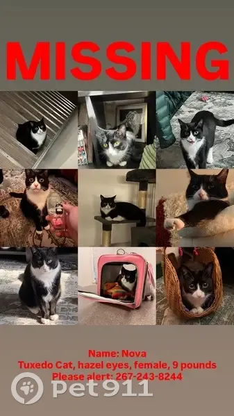 Lost кошка, Park Point Drive, Town of Henrietta, Rochester - friendly with long whiskers - photo