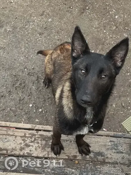 Lost Собака, Female, Downing Way, 3600, Louisville - Belgian Malinois brown - photo