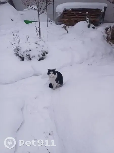 Зникла кішка: Чорний з білим, Івано-Франківськ - photo