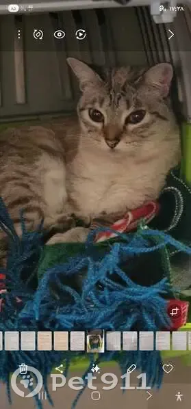 Se busca: Gato perdido en Málaga, Calle Olivar - photo