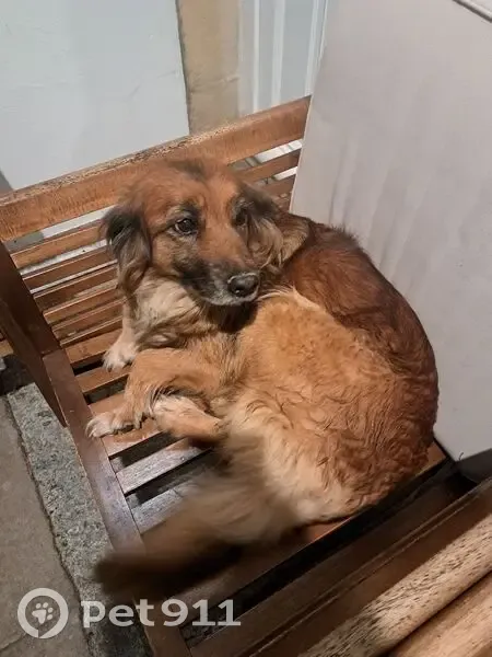 Chienne trouvée, marron et noir, Cordey - photo