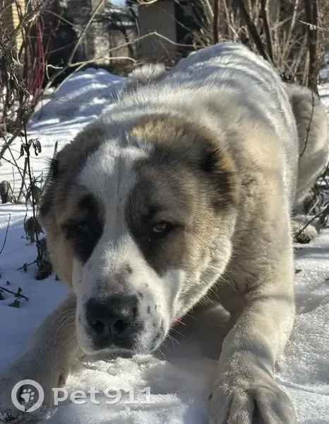 Зникла собака: світла з коричневими плямами - photo