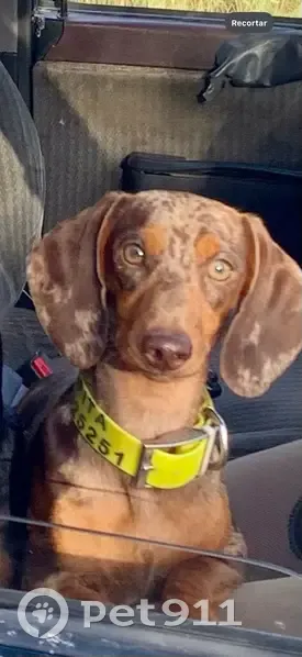 Perro Perdido en Carrión de los Céspedes - photo