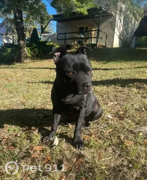 Staffie noire disparue, répond à Sanka. - photo