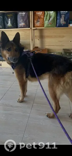 Perro Perdido: Asustado y con Problemas de Visión - photo