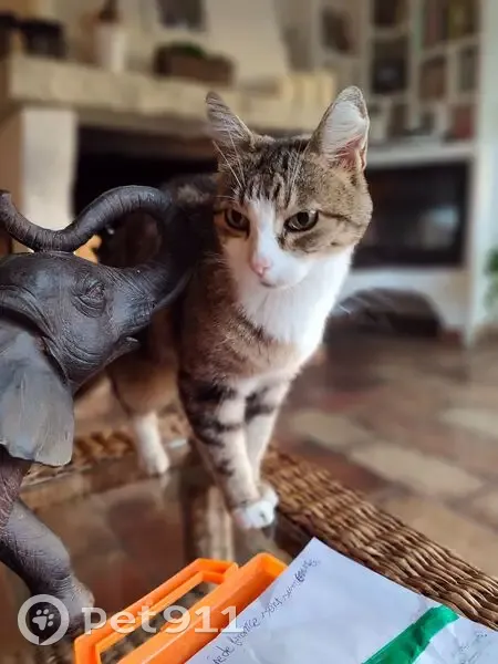 Chatte tigrée disparue à Vence - photo