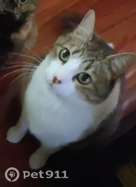 Gato Perdido: Blanco con Manchas Atigradas - photo