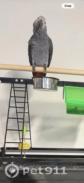Lost African Grey Parrot in Tarneit - photo