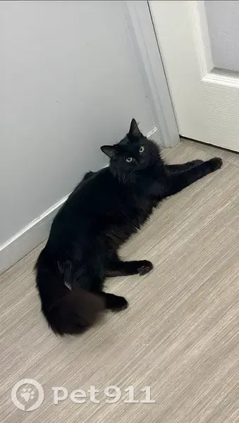 Chatte noire disparue à Écully - photo