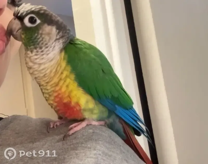 Conure Molinae perdue à Belleville, Paris - photo
