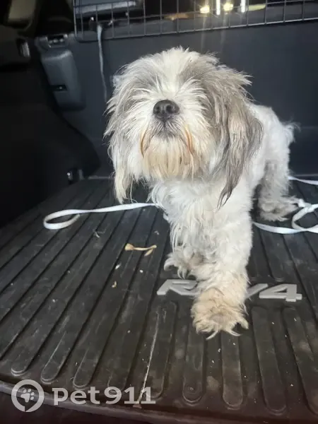 Found Собака Male, North Horne, 3005, Mesa - severe matting causing injury - photo