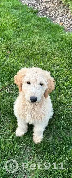 Lost Собака, West 120th Terrace, 917, Kansas City - blonde with a lion cut tail - photo