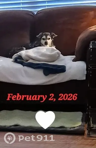 Lost Собака, Female, Highway 298, 7545, Benton - 16 years old, almost blind - photo