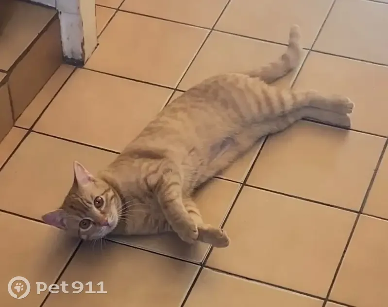 Chatte tigrée roux/blanc perdue, 9 mois - photo