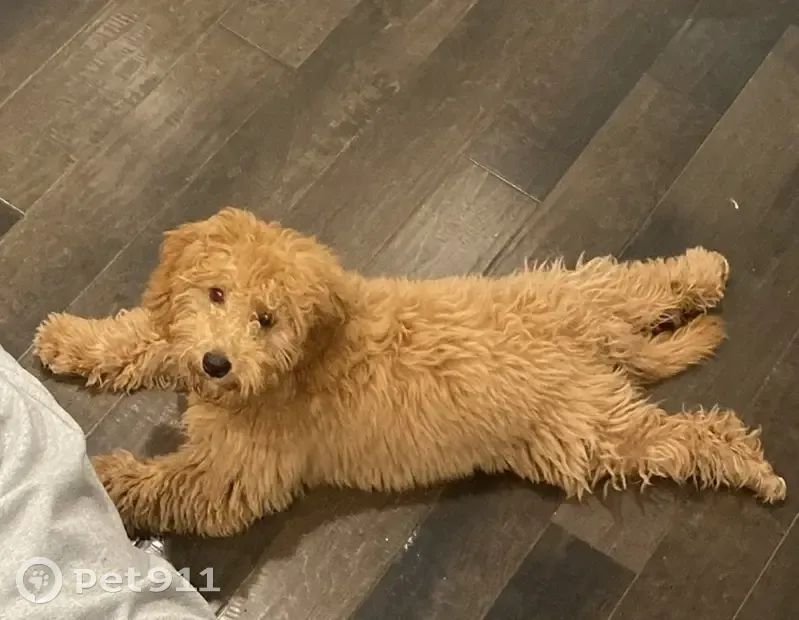 Lost Собака, Apple Lane, 25, Colchester - Brown mini golden doodle named Murphy - photo