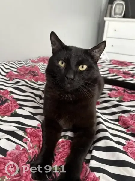 Lost cat, male, Newark - black with white collar - photo