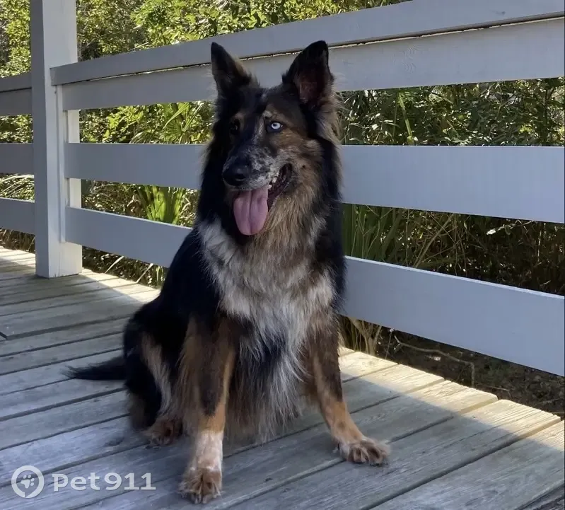 Lost Собака, Hams Woods Lane, 4077, Greenville, Charlotte - one blue, one brown eye - photo