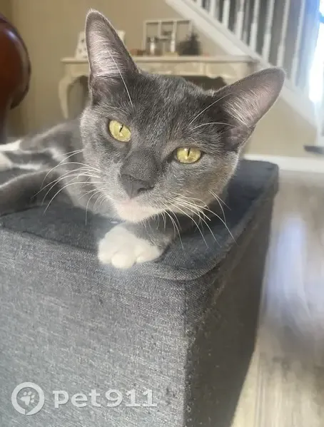 Lost Кошка, Pond Spring Way, 2121, Orange Park, Jacksonville - short hair gray tuxedo - photo