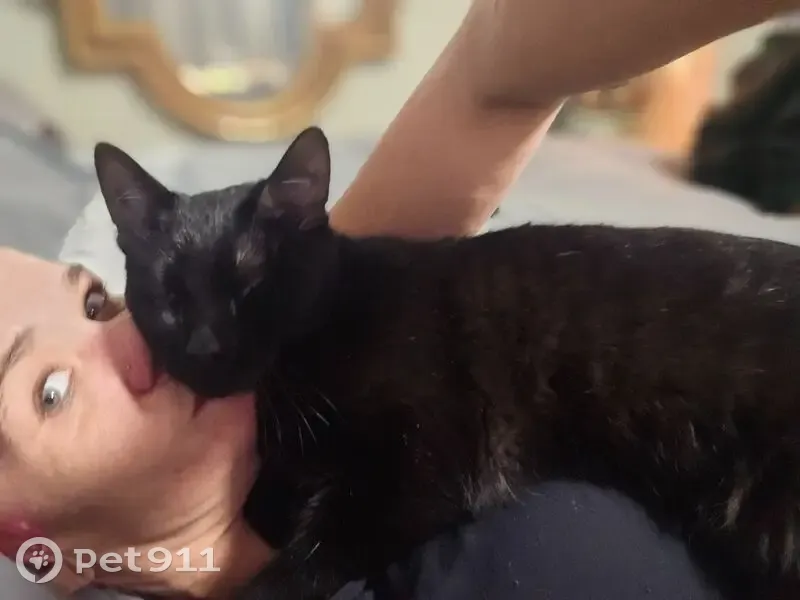 Lost Male Cat, Meadowview Road, 2777, Sacramento - all black and very vocal - photo