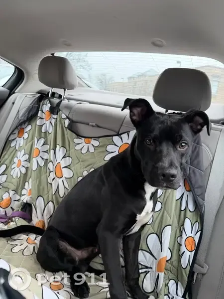 Found Собака, Male, California Avenue, 1616, St. Louis - black with white patches - photo