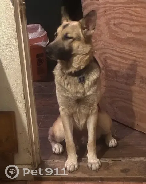 Lost Собака, Ambrose Drive, 4255, Dallas - Male German shepherd - photo