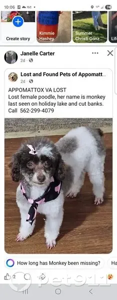 Lost Собака, Holiday Lake Road, Appomattox - brown and white poodle - photo