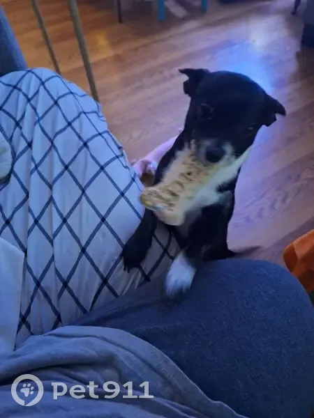 Lost Собака, Howell, Michigan - black with white neck and chest - photo