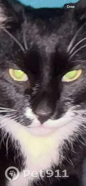 Lost Кошка, Hedgesville, West Virginia - black and white tuxedo - photo