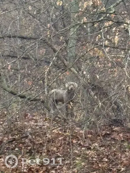 Found Собака, Mark L McHenry Park, Kansas City - Gray dog in brush - photo