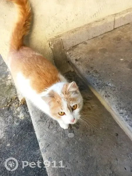 Знайдена рижо-біла кішка в Полтаві - photo