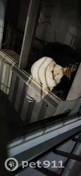 Знайдено сіамську кішку на вул. Шухевича, Рівне - photo