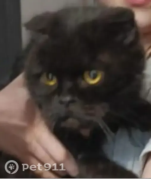 Знайдена весловуха британка: допоможіть! - photo