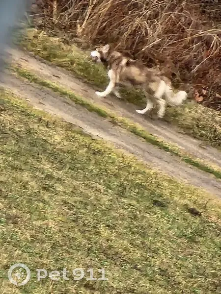 Found Собака, East Park Avenue, 2885, North Terre Haute, Indianapolis - White and Brown husky - photo