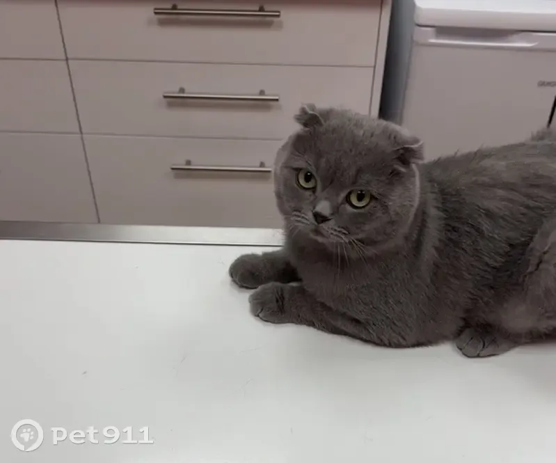 Perdu chat homme, Moissy-Cramayel, Île-de-France - oreilles pliées - photo