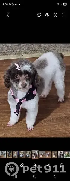 Lost Собака, Holiday Lake Road, 1890, Hurtsville, Appomattox - chocolate white poodle - photo