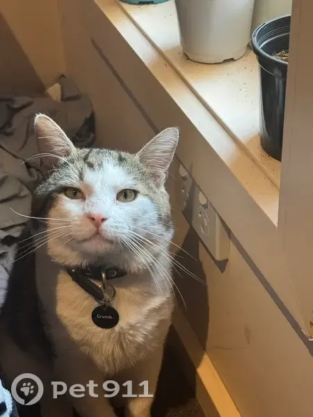 Lost Cat: White with Brown & Grey Patches - photo