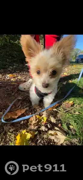 Lost Собака, Male, East Washington Street, 604, Fairmount - white and cream coat - photo
