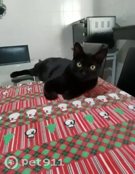 Gato desaparecido - photo