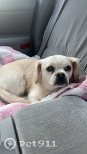 Lost Собака, West Bella Vista Street, 9715, Wichita, Lenexa - White Pekingese female - photo
