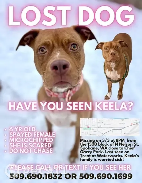 Lost Собака, Female, North Nelson Street, 1570, Spokane - light brown with white chest - photo