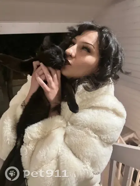 Lost female cat, Joe Creek Trail, Tulsa - black with greenish yellow eyes - photo