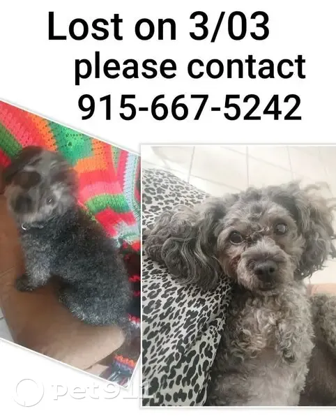 Lost Собака, Valley Quail Drive, 12128, El Paso - black and grey curly hair - photo