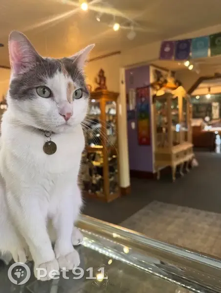 Missing cat Female, Lincoln City (usl531911) - photo