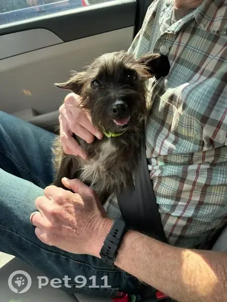 Lost dog, Powderhorn Drive, 400, Waynesville - black Chihuahua/terrier mix with green shamrock bow tie - photo