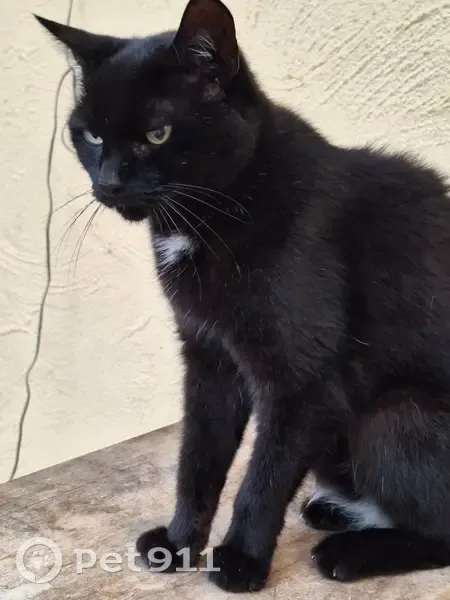 Lost Cat: Black with White Markings - photo