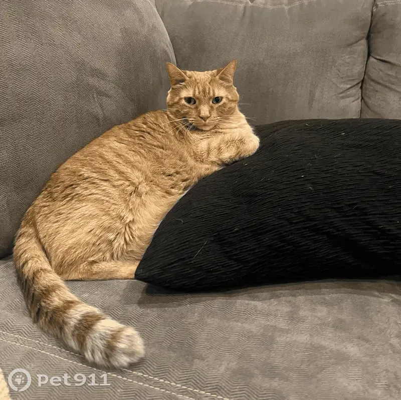 Lost Кошка, Jewel Lane North, Plymouth, Minneapolis - orange tabby, green eyes - photo