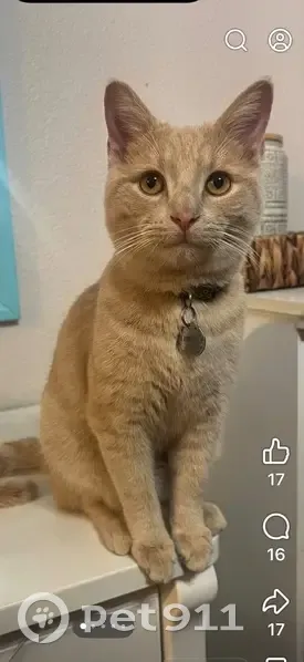 Lost Кошка Male, Parklake Place, 7240, Indianapolis - photo