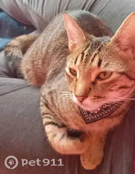 ¡Ayuda! Gato Tabby Verdoso Perdido - photo